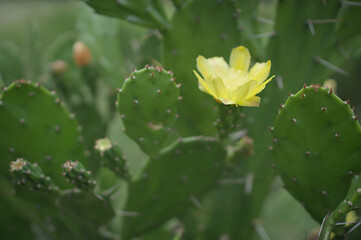 Wild blooming cactus.Opuntia cochenillifera