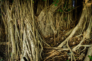 close-up view of the intricate network of roots and branches of a large banyan tree in a tropical rainy forest.The roots function as support, respiration organs. Focus on tree . noisy, similar others