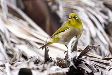 A wild warbling white-eye in Haleakala National Park in Hawaii.