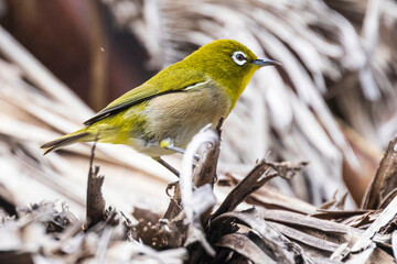 A wild warbling white-eye in Haleakala National Park in Hawaii.