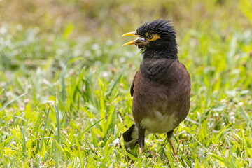 A wild common myna in Haleakala National Park on the island of Maui in Hawaii.