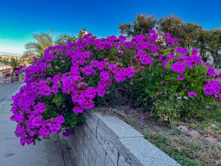 Creeping purple bouganvilla