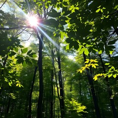 sun shining through trees