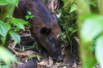 A wild feral pig foraging in a bamboo forest in Haleakala National Park on the island of Maui in...