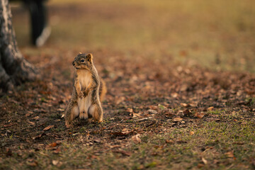 Small squirrel in a park surrounding by fall colors in a park in the midwest, USA