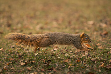 Small squirrel in a park surrounding by fall colors in a park in the midwest, USA