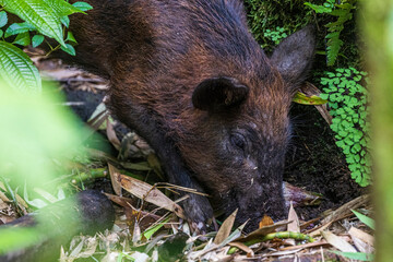 A wild feral pig foraging in a bamboo forest in Haleakala National Park on the island of Maui in...