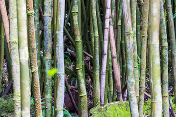 A bamboo forest in Haleakala National Park on the island of Maui in Hawaii.