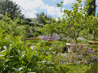 Italian Garden, historical Italian garden in Florence Italy, Giardino di Boboli. Vibrant flowers burst into full bloom on a summer day. Terracotta pots with lemons trees. The clouds slowly move 