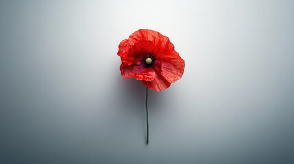 minimalist composition of single poppy flower, showcasing its vibrant red petals and delicate structure against soft background. simplicity evokes sense of calm and beauty