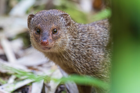 A wild mongoose in a bamboo forest in Haleakala National Park on the island of Maui in Hawaii.