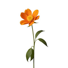 orange flower isolated on white background