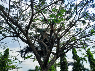Tree branches, Trees, Nagging trees, Many-branched trees. Beautiful tree view