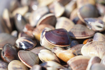 はまぐりアップ