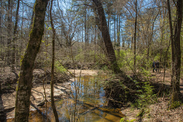 The forest is a canvas, painted in shades of green and bathed in sunlight, Atlanta, Georgia, United States of America