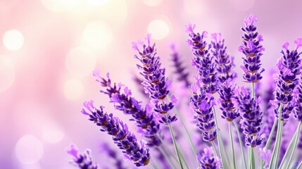 Naklejka premium Close-up of purple lavender flowers with a soft, blurry pink background.