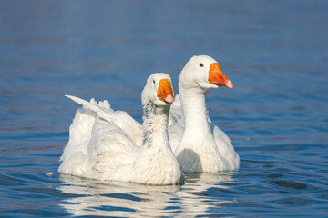 A flock of birds. Industrial livestock farming. The beauty of nature. flock of domestic birds geese swim on water. Farm bird goose. Farm poultry farming. Ducks on water. village life