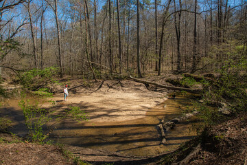 The forest stands tall, each tree a story of time and growth, Atlanta, Georgia, United States of America