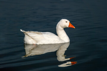 Goose close-up. poultry farming on the farm. white geese swimming in the river.
