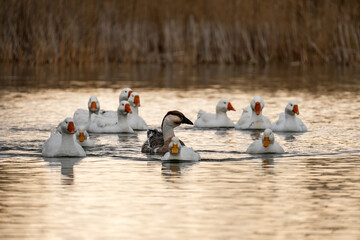 A flock of white goose with orange beaks swims gracefully in a lake