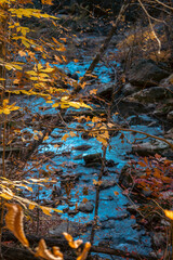 Bright yellow leaves above the rushing stream