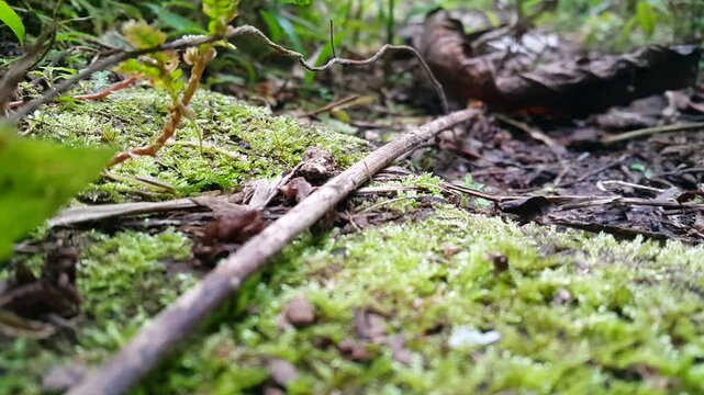 Aesthetic footage of underground scenery. 4k footage. Perfect for documentaries about the beauty of the tropical rainforest.