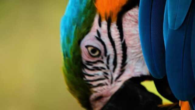Close-up of a blue and yellow macaw sitting against a green tropical garden, cleaning its feathers with its beak. Bird hygiene. In the foreground is a wing with blue feathers. Bird watching.