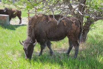 American Bison Grazing in Theodore Roosevelt National Park in North Dakota.