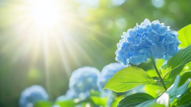 Close-up of a blue hydrangea flower with sun rays shining through the foliage.