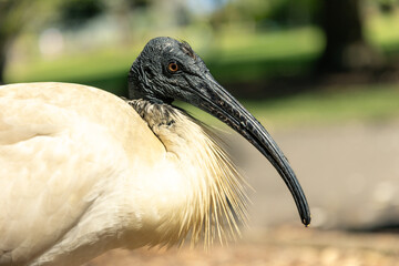 A black-headed ibis standing on the grass in Sydney, Australia, with its striking black head, long curved bill, and white body.