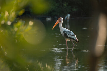 In the mangrove forest, a group of ornithologists studied a wild flock of birds, deepening their understanding of wildlife and the intricate behaviors of these fascinating animals.