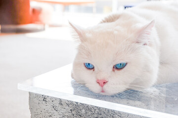 White fluffy cat with blue eyes and pink ears lies on table,closeup portrait of a adorable Persian...