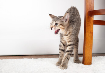 Scarred kitten with hunched or arched back hissing at something. Adopted kitten afraid or startled in new home. Front view. 3 months old, female short hair cat, gray ticked tabby. Selective focus. © Petra Richli