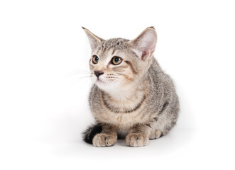 Fearful kitten looking at something. Shy kitty cat crouching with worried or scared body language....