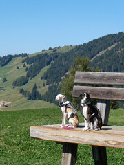 Two cute dogs sitting together in the mountains as the sunny is brightly shining. It's a beautiful sunny summary day in the Dolomites. Alpine hills in the background and green Meadows