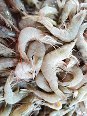 Fresh shrimp sold in the market