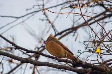 Northern cardinal perched on a branch

