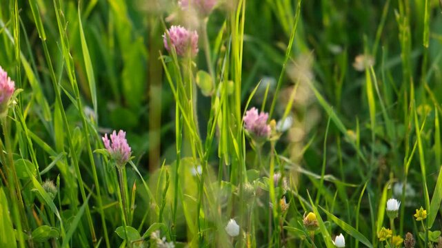 Clover bumblebee meadow close-up. Summer natural background. The concept of hard work harvesting cooking honey. The wild life of insects. Bright sunlight green meadow. Macro video of flowers insects
