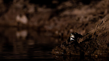a frog at night at a waterhole