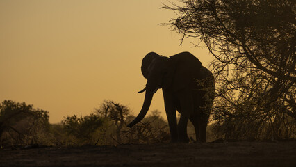 an African elephant silhouette at Golden Hour