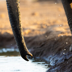 an elephant trunk at the waterhole