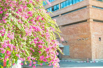 Pink bougainvillea flower on the wall,summer spanish bougainvillea flowers,Colorful bougainvillea tree in bloom,Tropical flora for background,Copy text space.