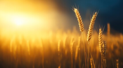 Golden wheat stalks rise against a dreamy sunset backdrop, evoking tranquility and abundance, Ideal for agricultural themes, food production, or environmental awareness campaigns,