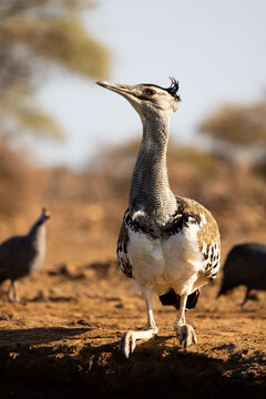 a kori bustard at the waterhole