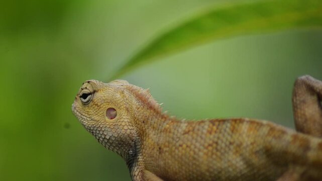 A yellow and orange iguana or lizard is walking on a tree trunk, preying and waiting for its prey