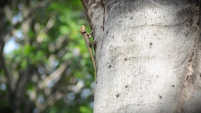 A yellow and orange iguana or lizard is walking on a tree trunk, preying and waiting for its prey