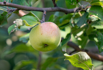 A green apple hanging from a tree