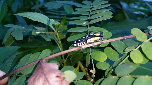 Glenea elegans is a species of beetle in the family Cerambycidae. originally under the genus Saperda. It is known from Malaysia, Thailand, Sumatra, and Java. longhorn beetle, Saperda chalybaea.