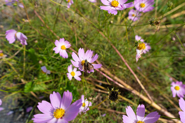 コスモスにとまるチョウの写真