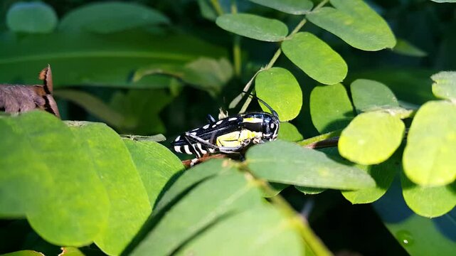 4k view of Glenea chalybaea (Colobothea picta) resting on a leaf. Perfect for a documentary on tropical rainforests and World Nature Conservation Day on July 28th. Saperda chalybaea, Sphenura elegans